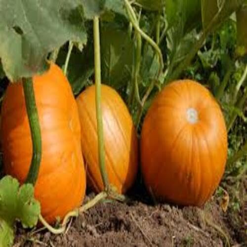 Pumpkin Seeds,Orange vegetable seeds for Home Gardening, Fast Growing Home Garden Variety for kitchen garden planting