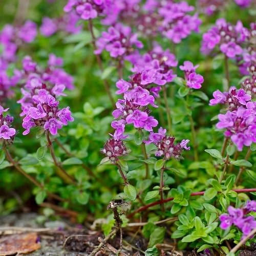 Purple Alpine Thyme Flower Seeds