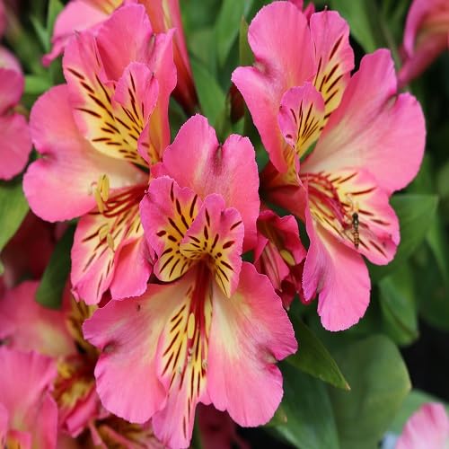 Pink Alstroemeria Flower Seeds