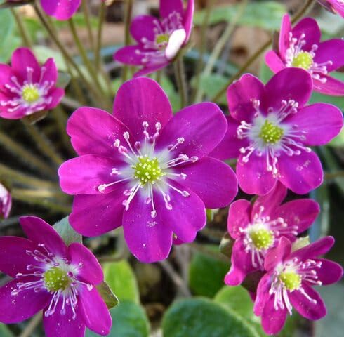 pink hepatica flower seeds