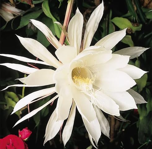White Epiphyllum Flower seesds