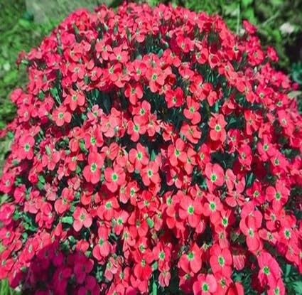 Red Cress Flower Seeds