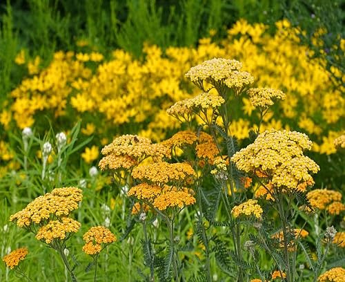 Yellow Achillea Ballerina Flower Seeds