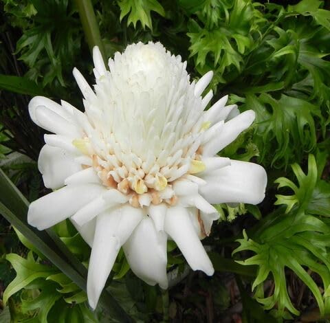 White Etlingera Flower Seeds