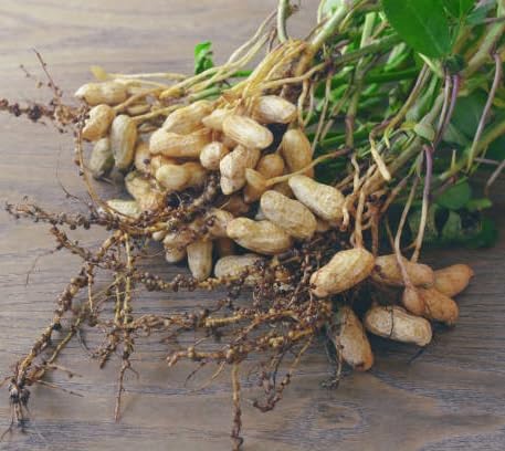 Peanut Plant Seeds Green herb seeds - terrace planting, organic garden seeds