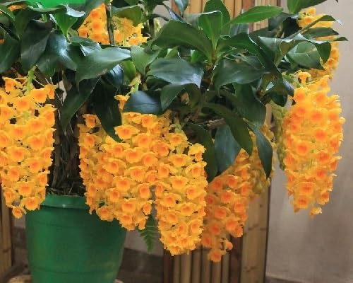 Orange Verbascum Densiflorum Flowers Seed.