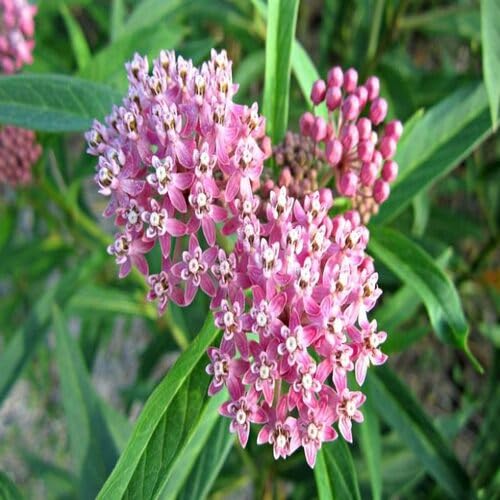 Pink Asclepias Flower Seeds