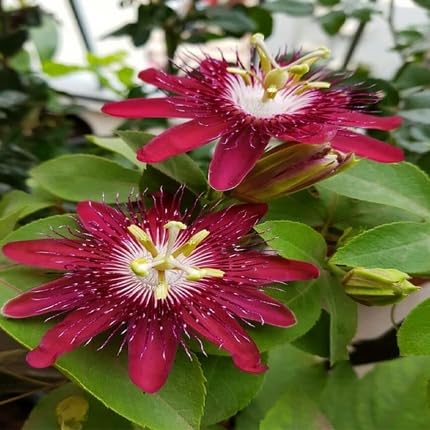 Red Passion Flower Seeds