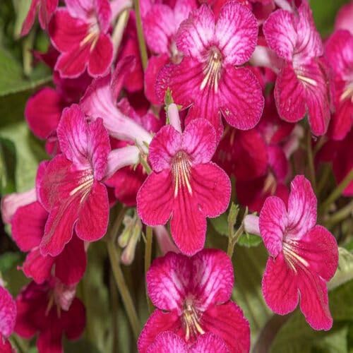 Streptocarpus Flower Seeds