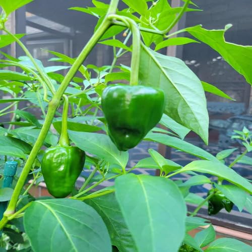 Poblano Pepper vegetable seeds - Heirloom, Organic, Non Gmo Garden Seeds for kitchen garden planting