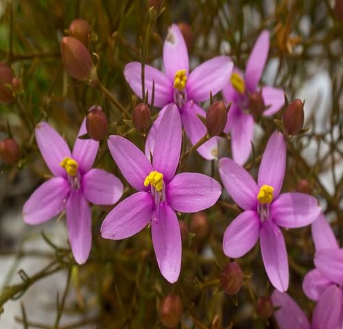 Pink Gentian Flower Seeds
