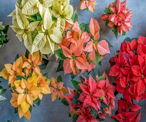 Mixed Poinsettia Flower Seeds