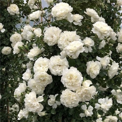 White Climbing Rose Flowers Seeds