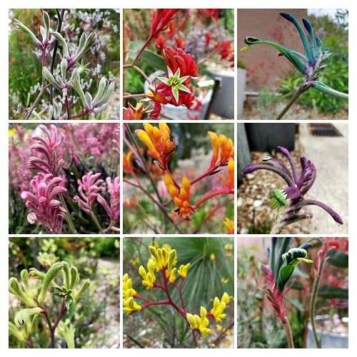 Mixed Angelonia Flower Seeds