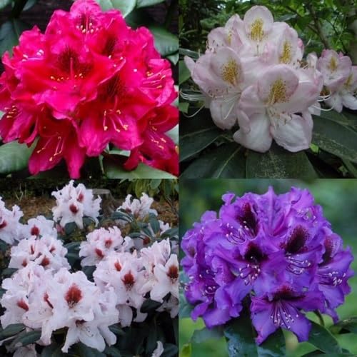 Mixed Rhododendron Flower Seeds