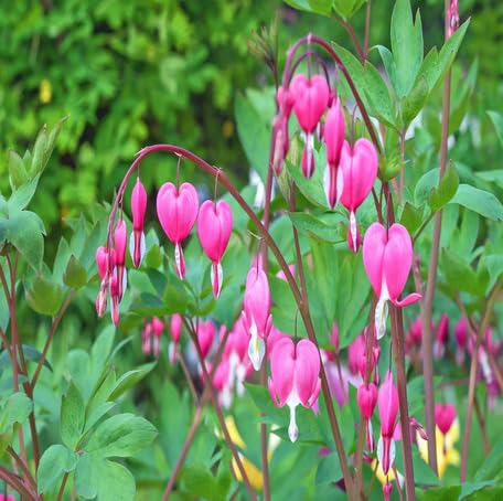 Pink Dicentra Flower Seeds