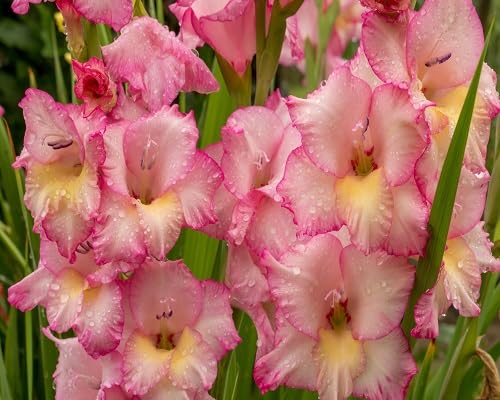 Gladiolus Flowers Seeds