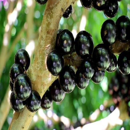 Jabuticaba Fruit fruit seeds for organic garden planting