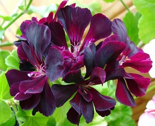 Maroon Passion Flower Seeds