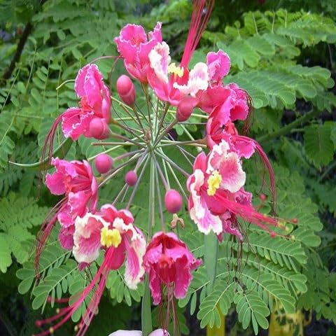 Caesalpinia Flower Seeds