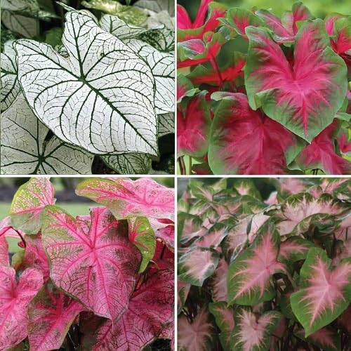 Caladium Flower Seeds