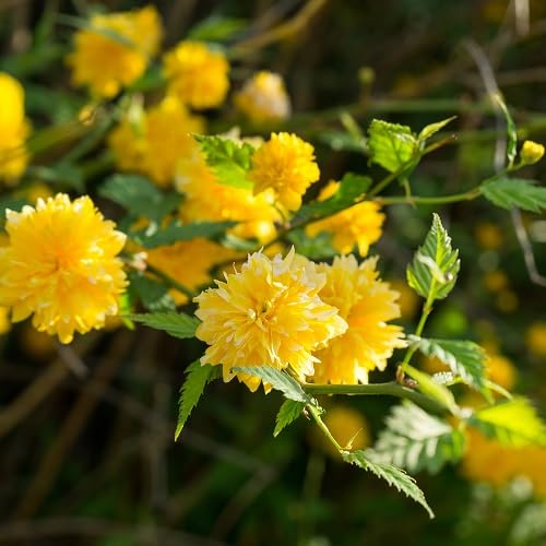 Yellow Climbing Kerria Flower Seeds