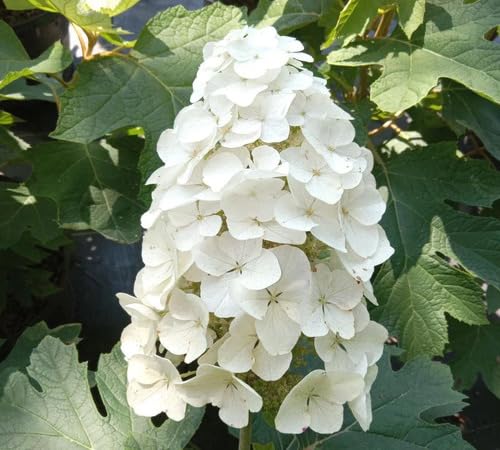 White Quercifolia Flower Seeds