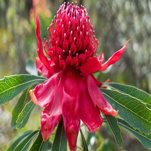 Red Waratah Flower Seeds