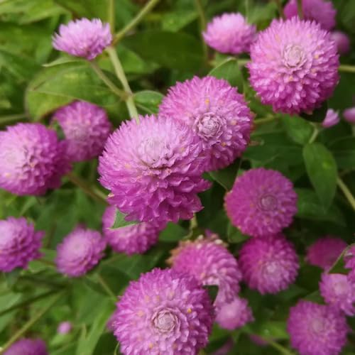Pink Gomphrena Flower Seeds