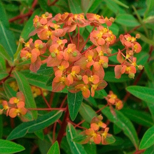 Red Griffithii Flower Seeds