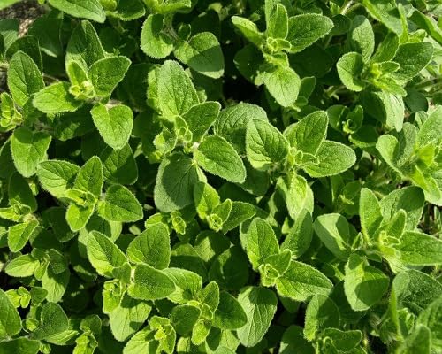 Perennial Oregano Plant Seeds herb seeds - heirloom, natural growing garden seeds