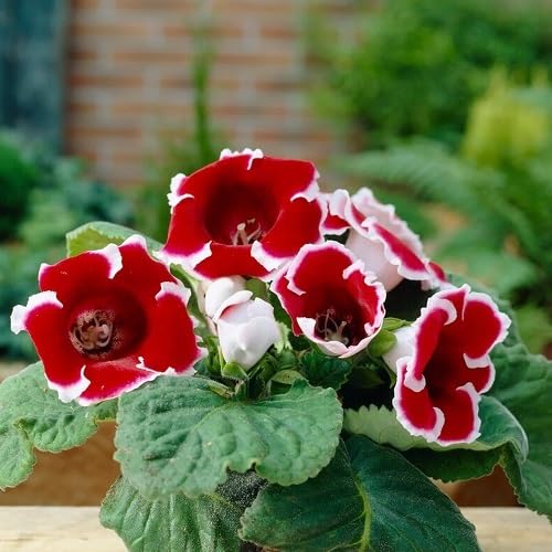 Red Gloxinia Flower Seeds