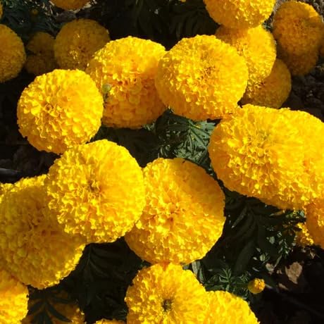 Yellow Marigold Flower Seeds