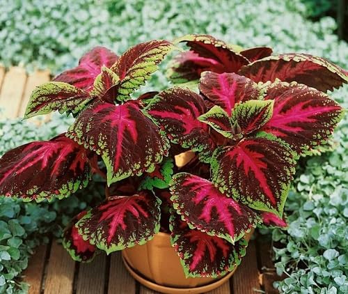 Red Coleus Flower Seeds