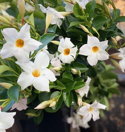 White Dipladenia Flower Seeds