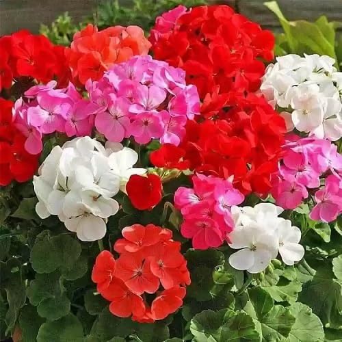 Geranium Apple Flower Seeds