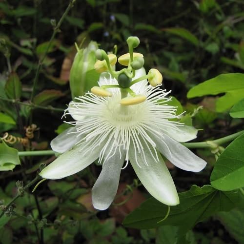 white passiflora aurantia flower