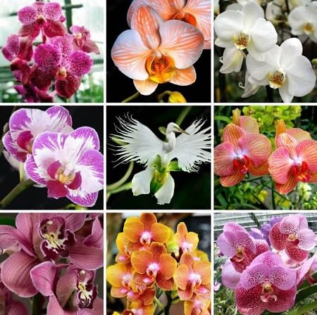cymbidium flower seeds mixed