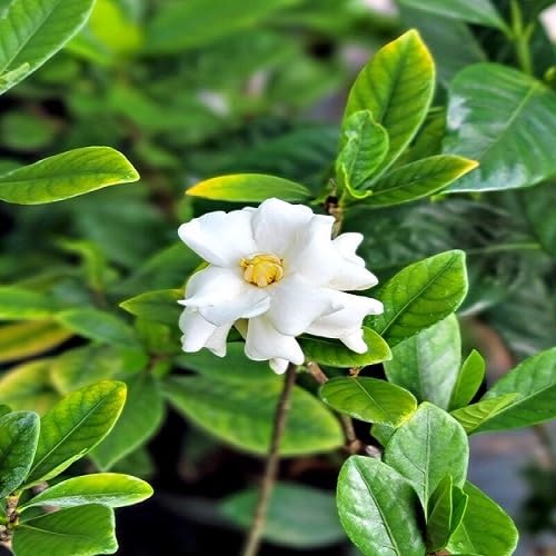 Jasminiodes Flower Seeds