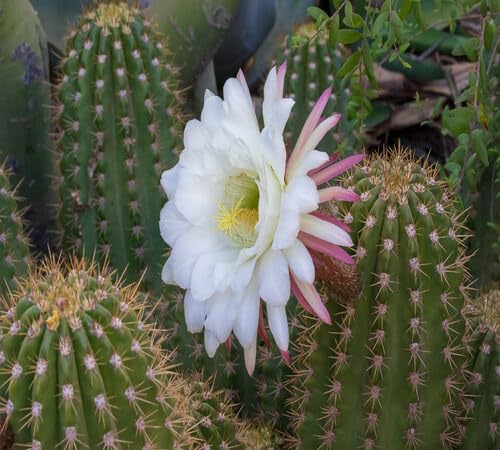 White Giant Cactus Flower Seeds