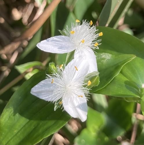 White Tradescantia fluminensis Flower Seeds