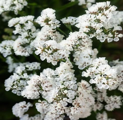 White Statice Flower Seeds