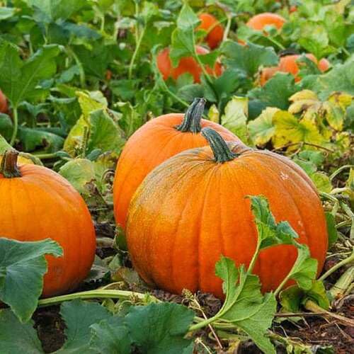 Organic Pumpkin Orange vegetable seeds for Home Gardening, Easy Grow Culinary Garden for kitchen garden planting
