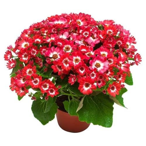 Red Cineraria Flower Seeds