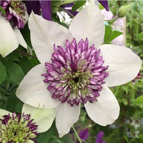 White Violet Clematis Flower Seeds