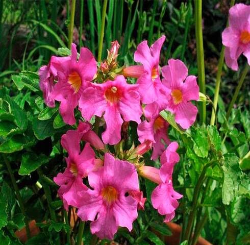 Pink Incarvillea Flower Seeds