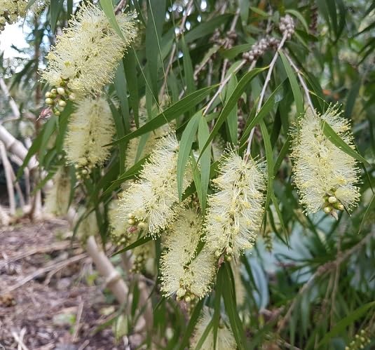 white melaleuca salicina flower