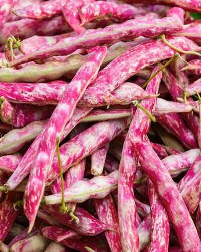 bean vegetable seeds