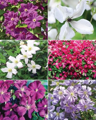 Mixed Climbing Clematis Flowers Seeds
