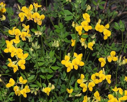 yellow corniculatus flower seeds